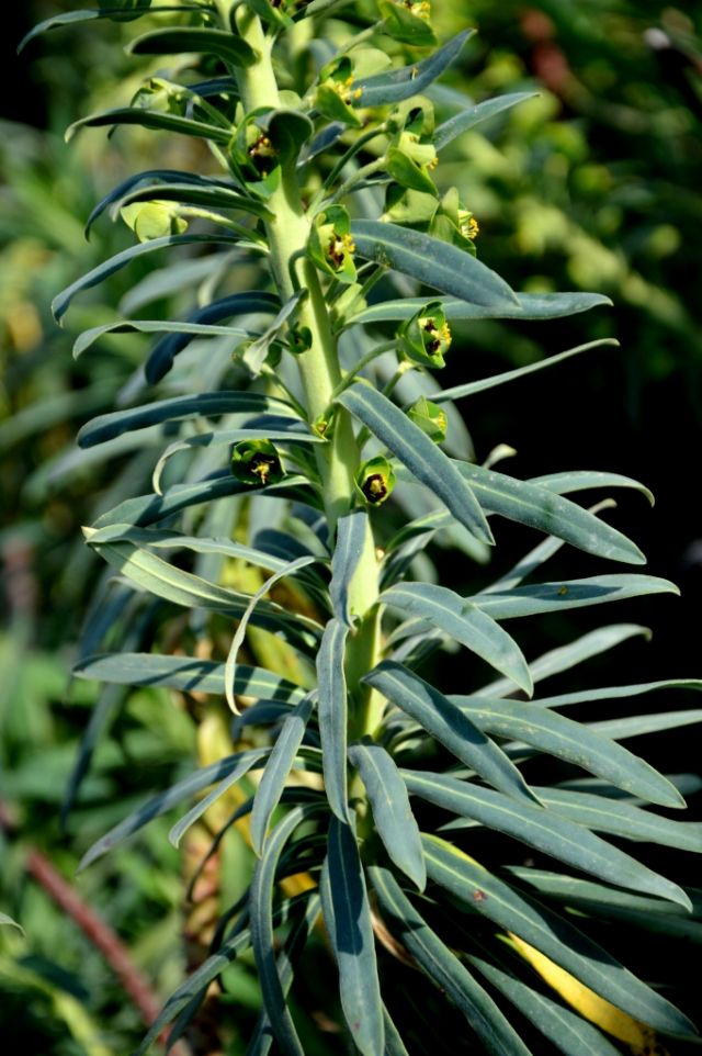 Euphorbia characias